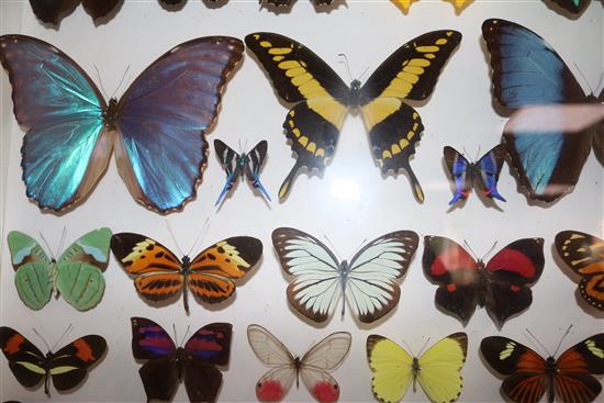 A collection of various European and exotic butterflies housed in four glazed wooden case, largest case 18 x 18in.